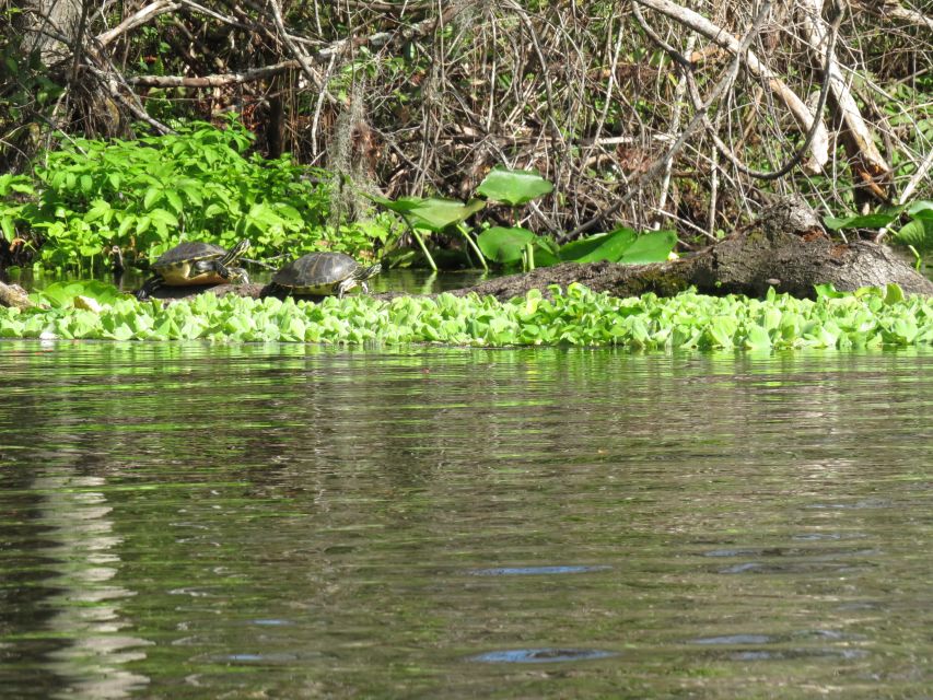 Orlando: Small Group Rock Springs Run Kayak Tour - The Kelly Park bridge and the swimming stop