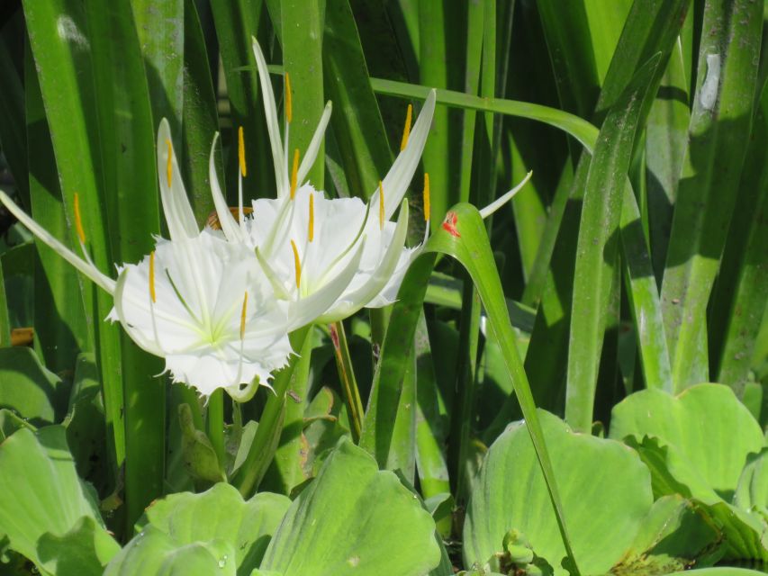 Orlando: Small Group Rock Springs Run Kayak Tour - The easy drift back downstream