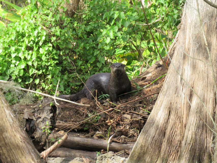 Orlando: Small Group Rock Springs Run Kayak Tour - Accessibility, weather, and what to bring
