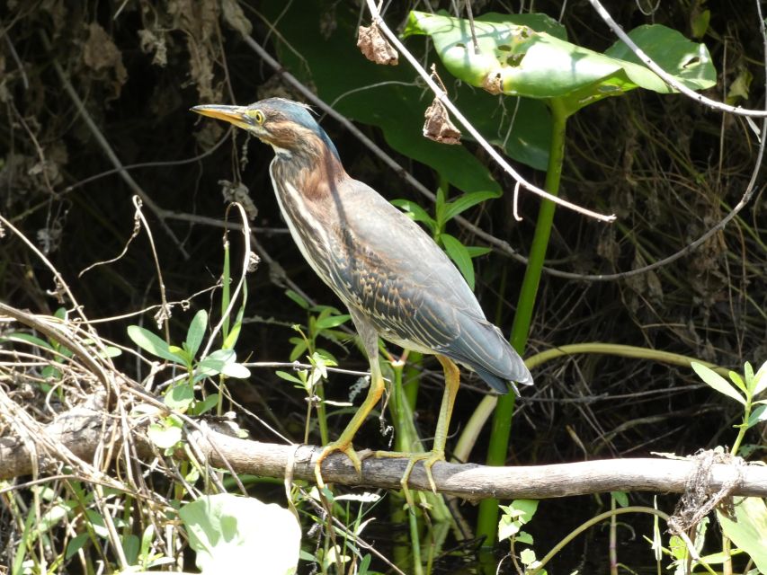 Orlando: Small Group Scenic Wekiva River Kayak Tour - The 20-minute swim and snorkeling break