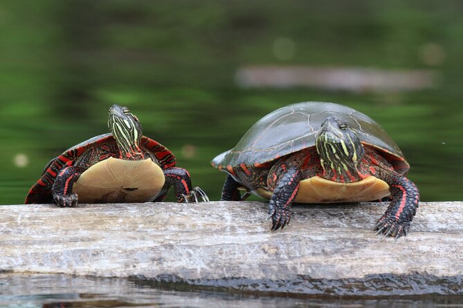 Ottawa: Ecological Reserve Kayak Tour with Turtle Sightings - Getting comfortable in the kayak