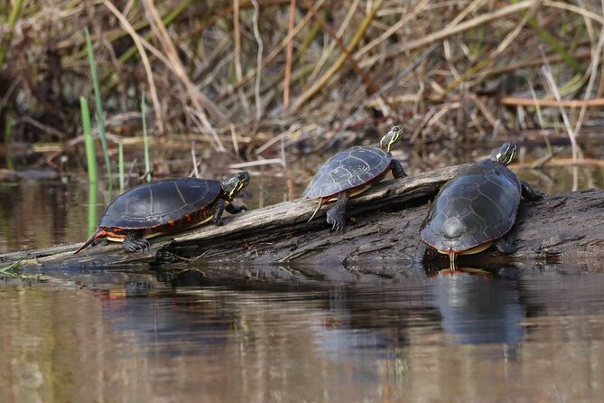 Ottawa: Ecological Reserve Kayak Tour with Turtle Sightings - Picnic space and walking trails afterward