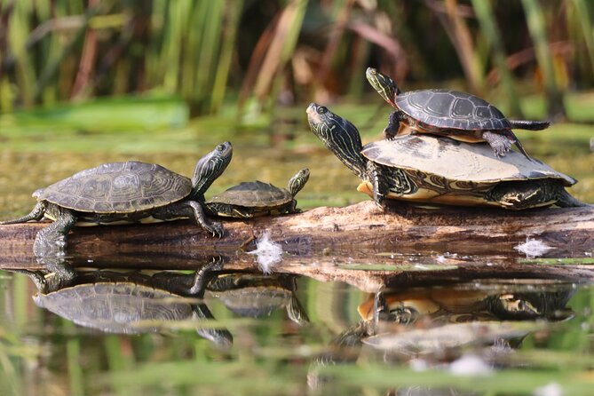 Ottawa: Ecological Reserve Kayak Tour with Turtle Sightings - Who will enjoy this outing most