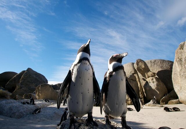 Paddle with the Penguins - Key points before you paddle