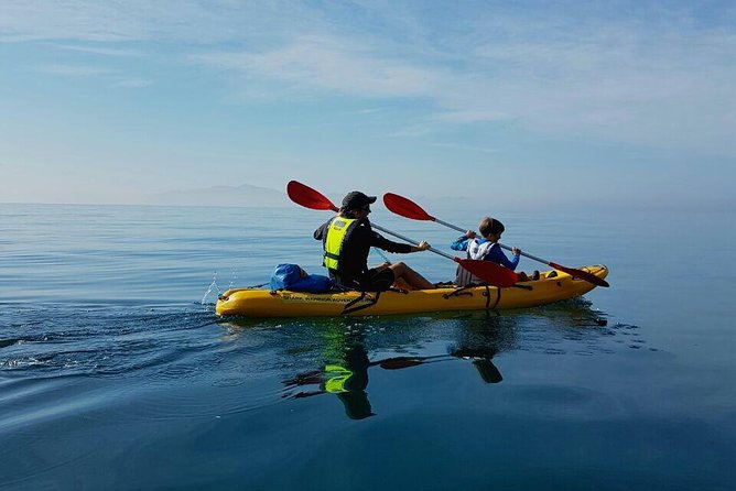 Paddle with the Penguins - Seeing African penguins from the water
