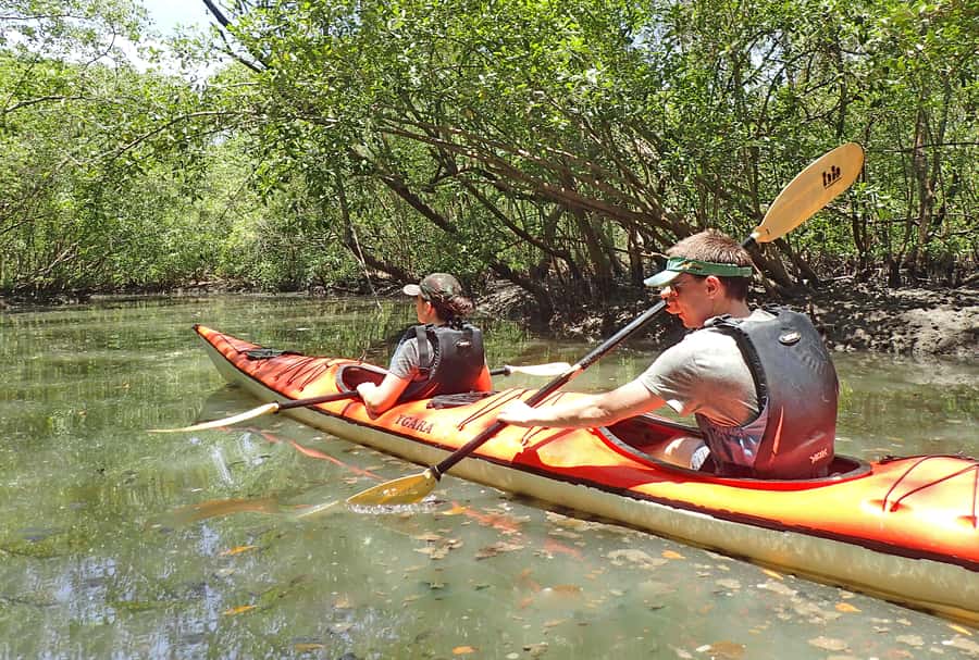 Paraty Bay: Half-Day Mangroves and Beaches Tour by Kayak - Five things to know before paddling out
