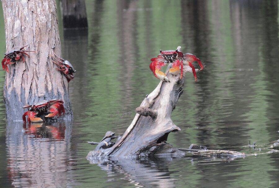Paraty Bay: Half-Day Mangroves and Beaches Tour by Kayak - Booking advice for weather, tide, and language