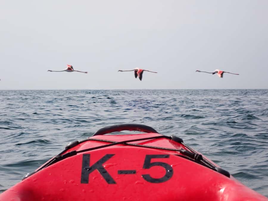 Pelican Point: Kayak with Seals Experience - From Walvis Bay Waterfront to Pelican Point