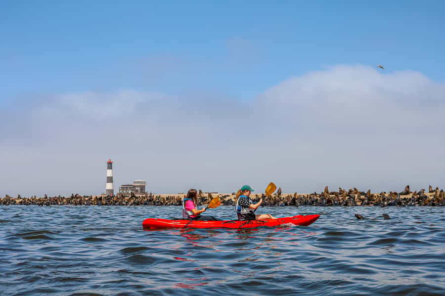 Pelican Point: Kayak with Seals Experience - Paddling beside roughly 100,000 seals