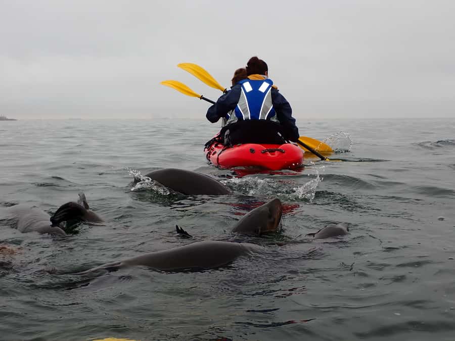 Pelican Point: Kayak with Seals Experience - Birds, jackals, whales, and dolphins