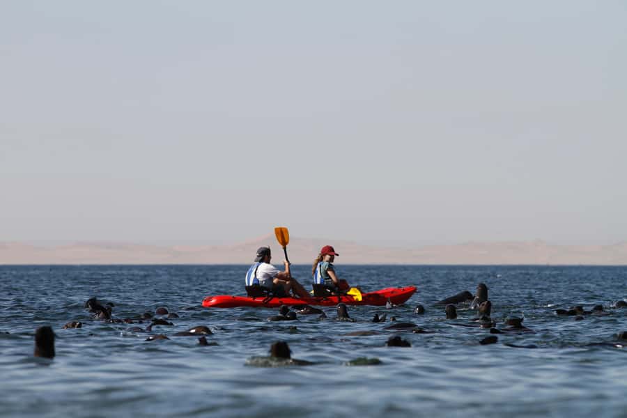 Pelican Point: Kayak with Seals Experience - A warm drink and breakfast on the beach