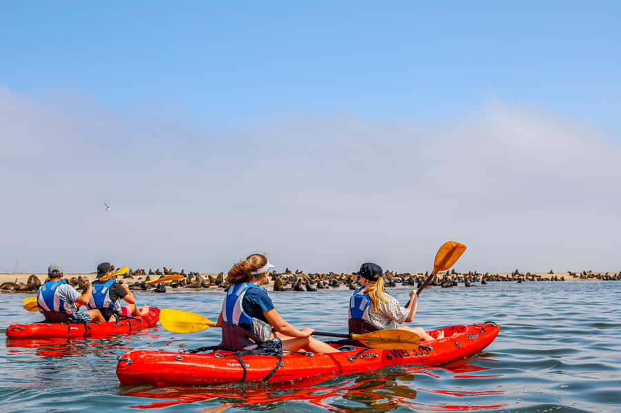 Pelican Point: Kayak with Seals Experience - The 4x4 route across the peninsula