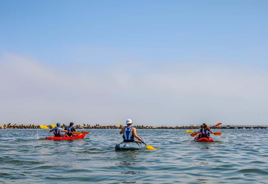 Pelican Point: Kayak with Seals Experience - Who will enjoy this morning most?