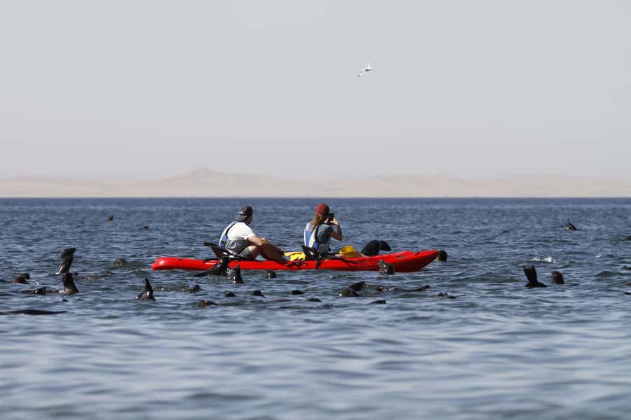Pelican Point: Kayak with Seals Experience - Practical packing advice for the cold Atlantic