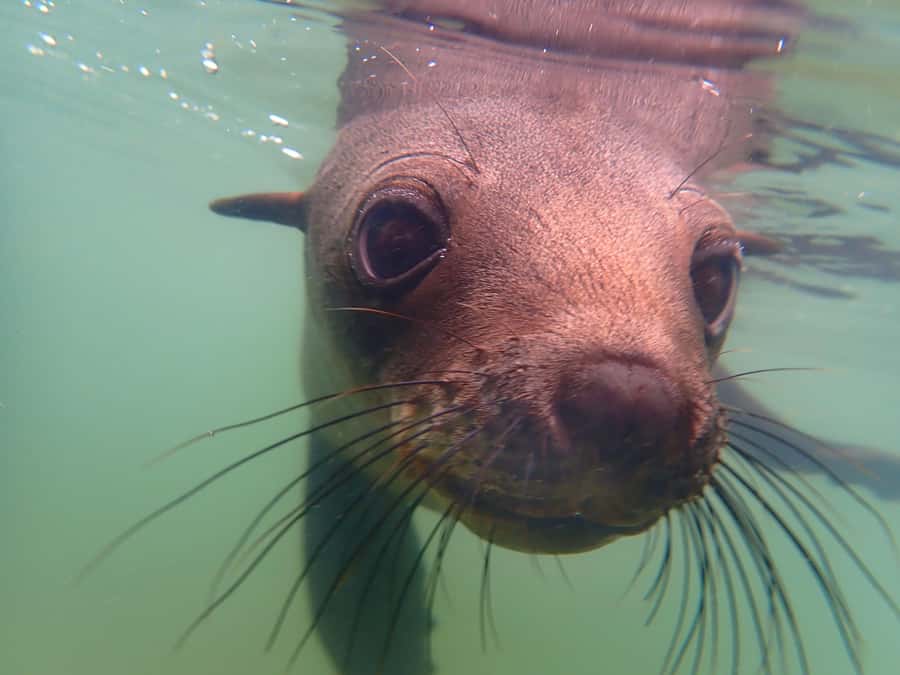 Pelican Point: Kayak with Seals Experience - The Pelican Point kayak camp