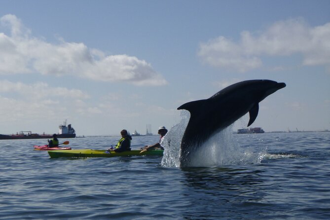 Pelican Point Kayaking Half-Day Tour - Key points before you book