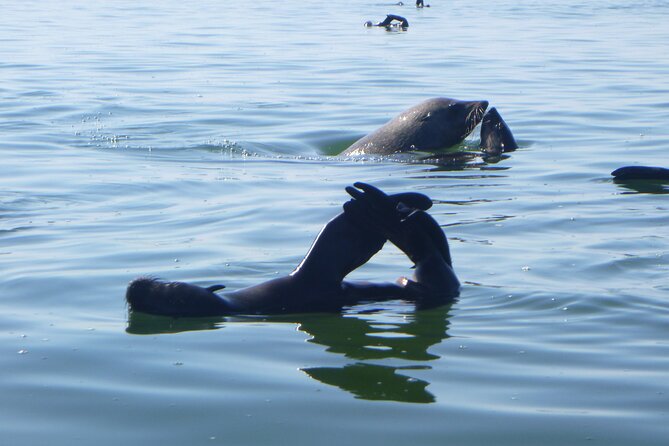 Pelican Point Kayaking Half-Day Tour - Why Pelican Point is worth the morning