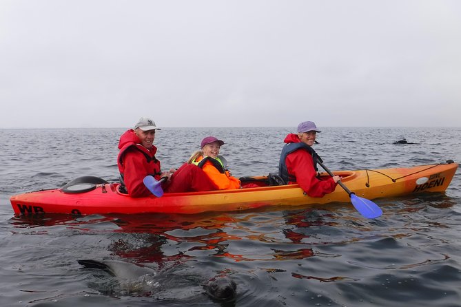Pelican Point Kayaking Half-Day Tour - Launching tandem kayaks near the seal colony