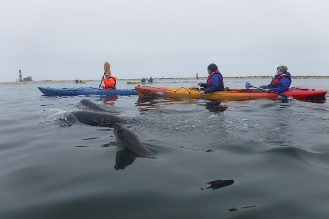 Pelican Point Kayaking Half-Day Tour - How much value do you get for $79.37?