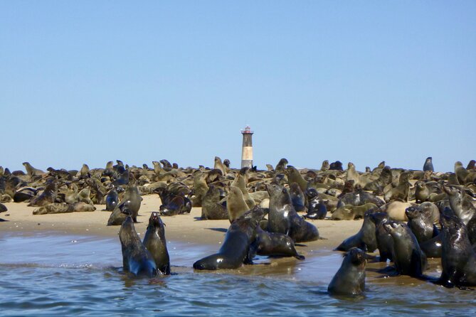 Pelican Point Kayaking Half-Day Tour - Who will enjoy this tour most?