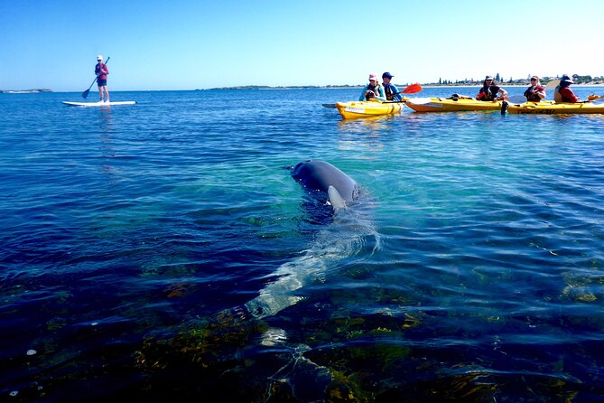 Penguin and Seal Islands Sea Kayaking Experience - Why this trip feels different from the ferry