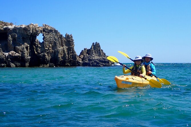 Penguin and Seal Islands Sea Kayaking Experience - Seal Island and the sea lion encounter