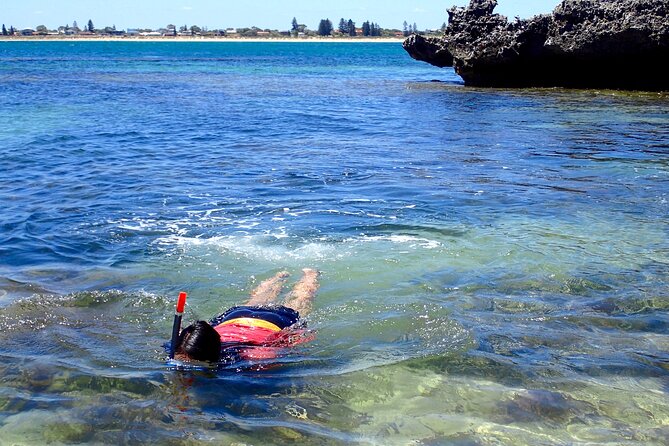 Penguin and Seal Islands Sea Kayaking Experience - Lunch, snorkeling, and the warm-weather option
