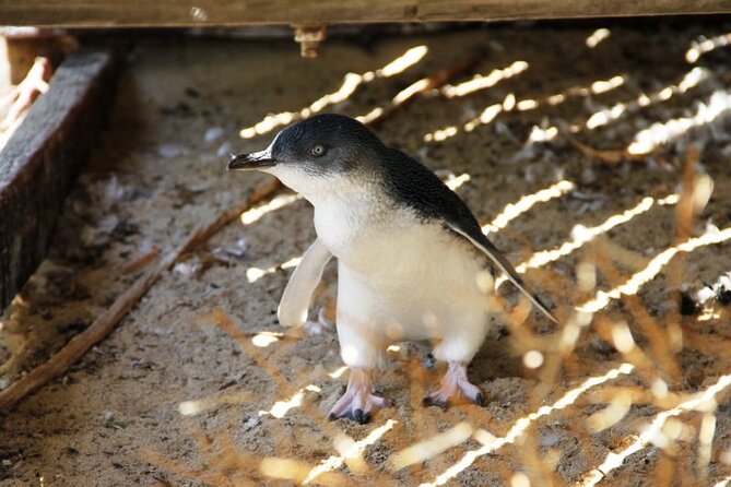 Penguin and Seal Islands Sea Kayaking Experience - What the guides add to the day
