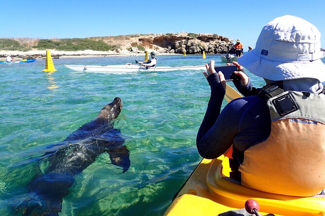 Penguin and Seal Islands Sea Kayaking Experience - Is $142.01 good value?