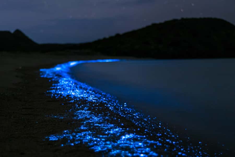 Phuket: Phang Nga Bay Bioluminescent Plankton and Sea Canoes - The bioluminescent plankton after dark