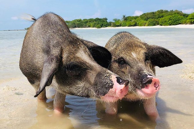 Pig Island Experience By Speed Boat, Snorkeling, Kayaking Relaxing on the Beach - Koh Madsum and the pigs