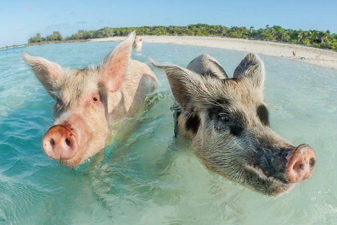 Pig Island Experience By Speed Boat, Snorkeling, Kayaking Relaxing on the Beach - Three hours on the island: how to use it