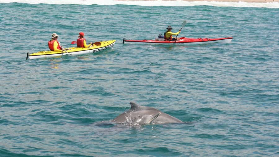 Plettenberg Bay: Guided Sea Kayak Tour - Robberg Nature Reserve from a different angle