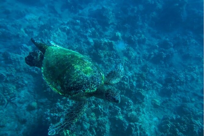 Private Beginner Paddleboard Lesson with Snorkel in Turtle Town - Timing, conditions, and what to bring