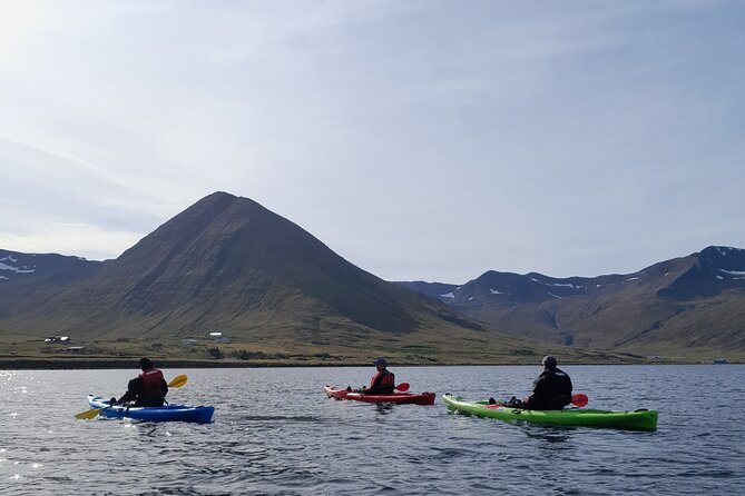 Private: Guided kayak tour in Siglufjörður / Siglufjordur. - Local stories, wildlife, and the pace of the trip