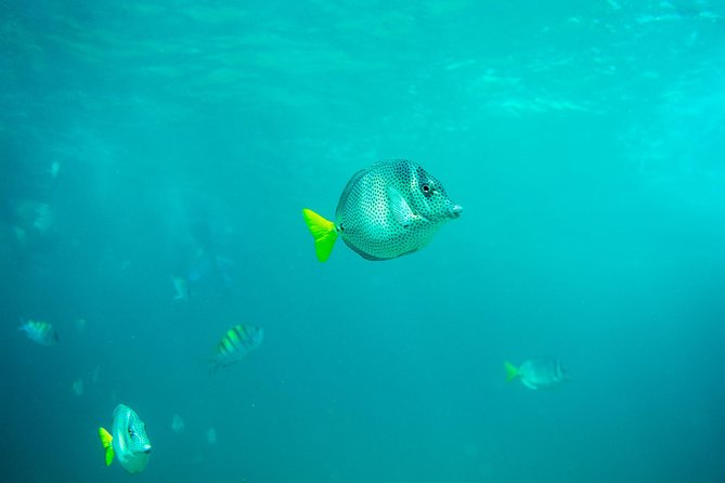 Private Los Cabos Arch & Playa del Amor tour by Glass bottom kayak - Why this private Cabo kayak tour works