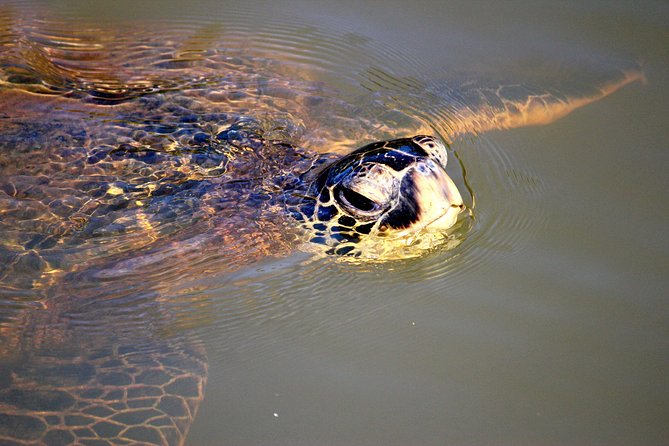 Private Stand up Paddle Lesson and Tour (for 1 or more paddlers) - Up the Anahulu Stream in Search of Turtles
