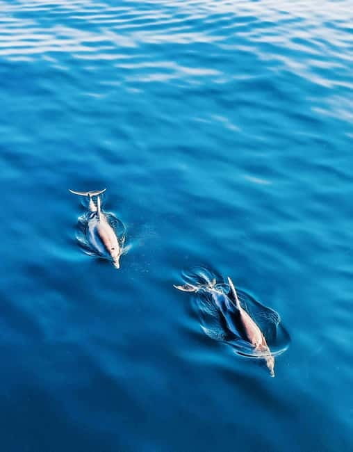 Puerto Banús: Floky Boat Cruise with Snorkeling & Paddle SUP - Drinks and the meaning of all-inclusive
