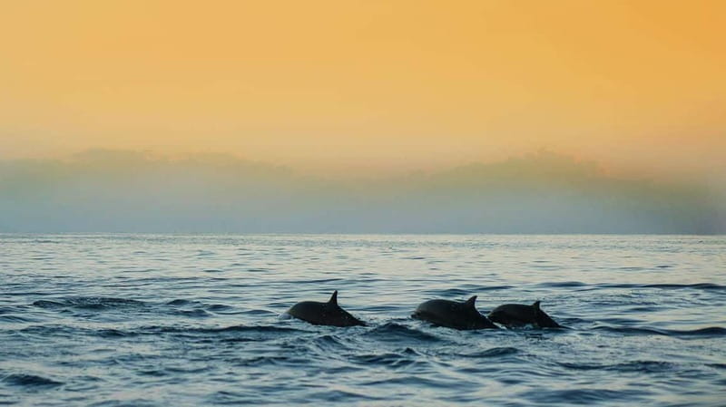 Puerto Banús: Floky Boat Cruise with Snorkeling & Paddle SUP - Choosing between one and eight hours