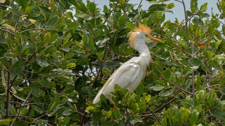 Puerto Escondido: Kayak Adventure On Manialtepec Lagoon - The 6-kilometer boat ride to the launch point
