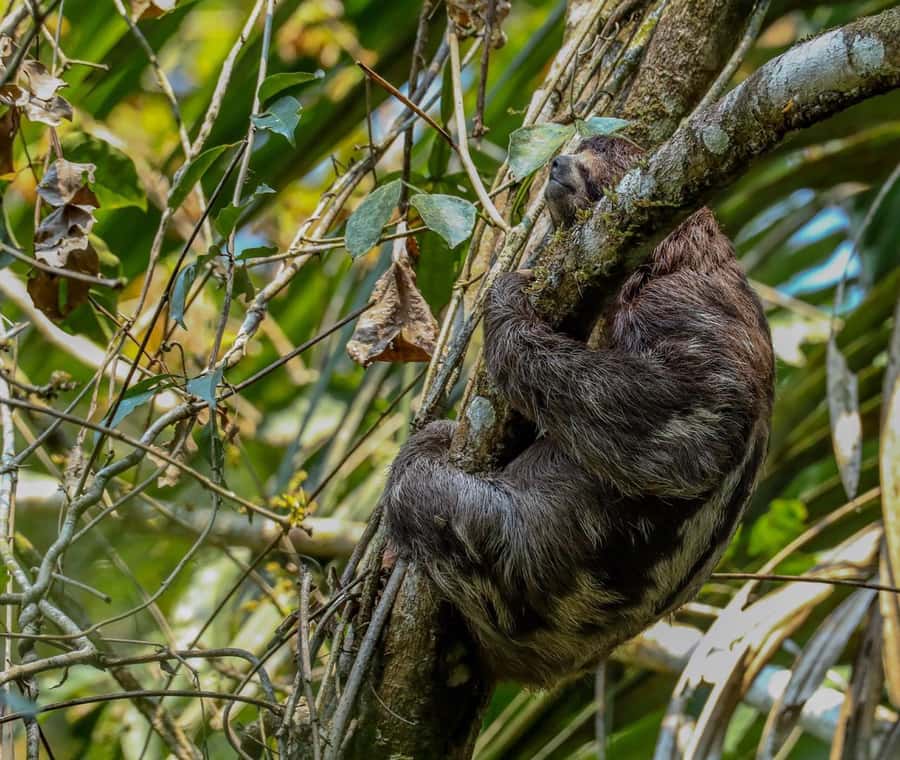 Puerto Maldonado: Sandoval Lake Full-Day Trip with Canoeing - Key points at a glance