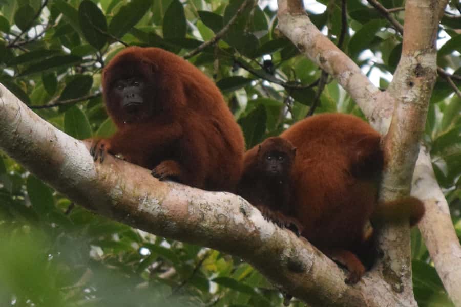 Puerto Maldonado: Sandoval Lake Full-Day Trip with Canoeing - From Puerto Maldonado to Tambopata National Reserve
