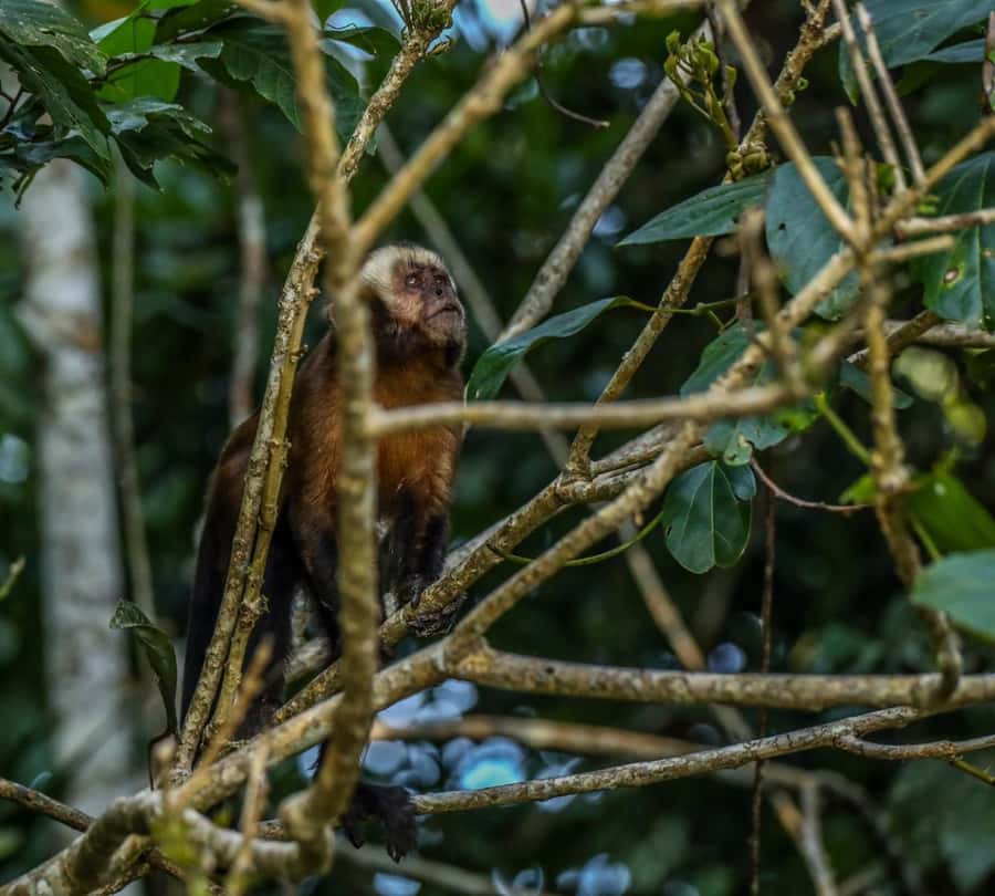 Puerto Maldonado: Sandoval Lake Full-Day Trip with Canoeing - Lunch, rest, and the afternoon schedule