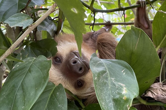 Puerto Viejo Sloth Jungle and River Kayaking Tour - Key points to know before booking