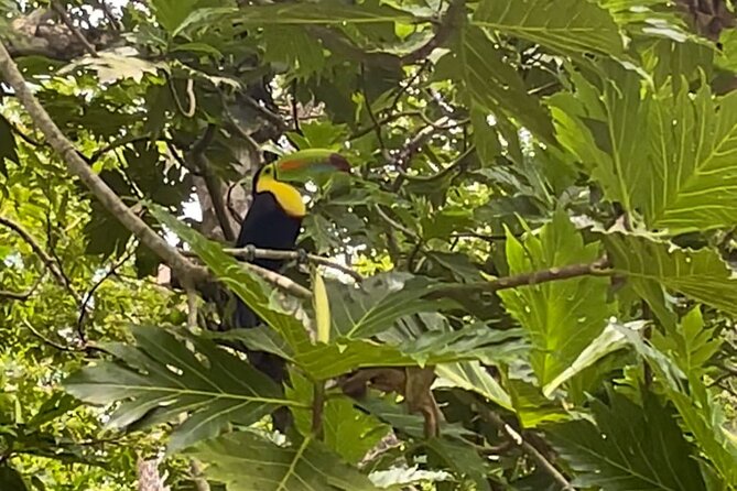 Puerto Viejo Sloth Jungle and River Kayaking Tour - Why Punta Uva makes a good setting