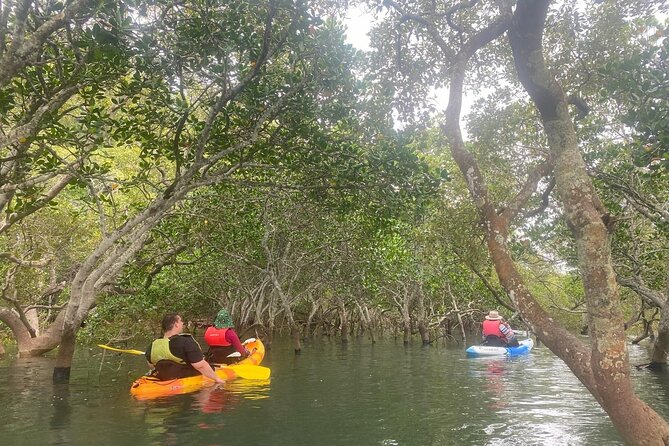 Raby Bay Wildlife Kayak Tour - Key points at a glance