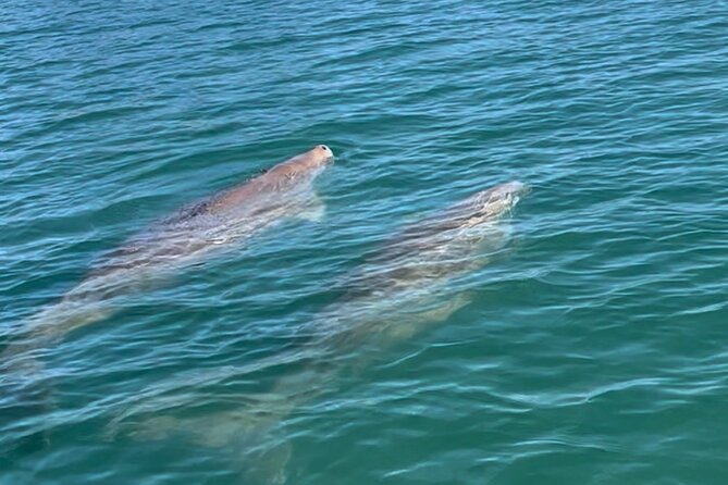 Raby Bay Wildlife Kayak Tour - Why Raby Bay works for an easy wildlife paddle