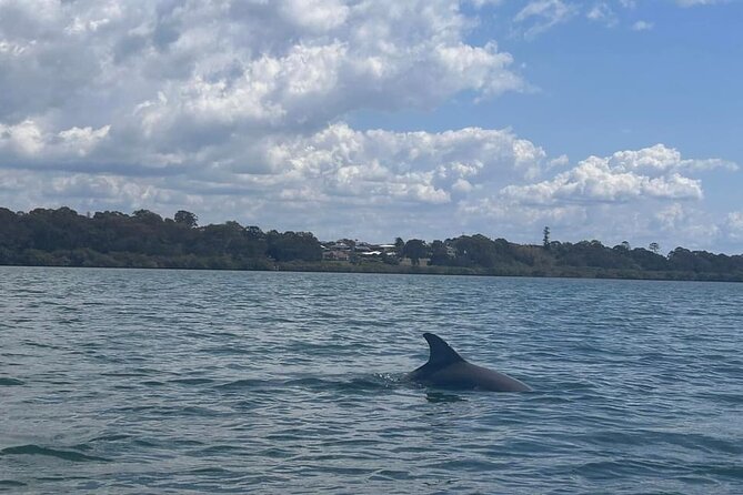 Raby Bay Wildlife Kayak Tour - The guide makes the difference