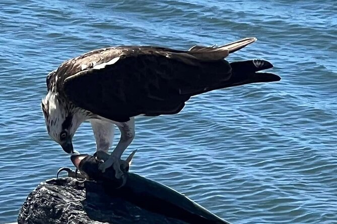 Raby Bay Wildlife Kayak Tour - Is 90 minutes enough?
