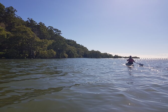Raby Bay Wildlife Kayak Tour - Group size, private trips, and comfort